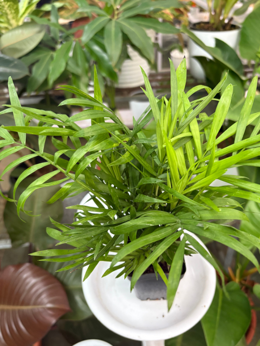 Chamaedorea (Well rooted Bushy Plant in 3 inch Pot)
