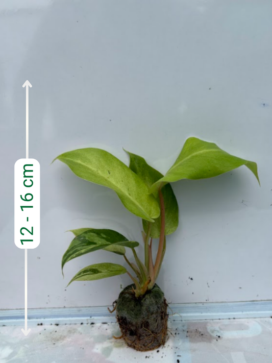Philodendron Jungle Fever Variegated (Tissue Culture Plant in Jiffy Bag)