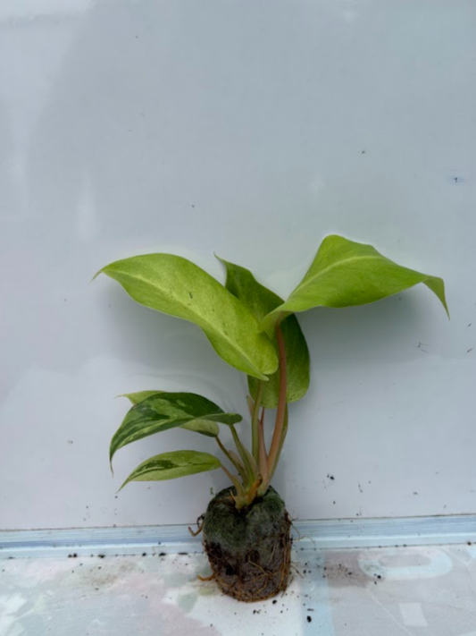 Philodendron Jungle Fever Variegated (Tissue Culture Plant in Jiffy Bag)
