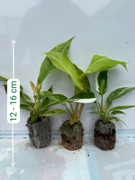 Variegated Philodendron Combo 777 (Ring of Fire Variegated, Jungle Fever Variegated, White Princess)