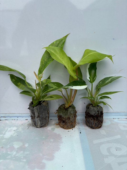 Variegated Philodendron Combo 777 (Ring of Fire Variegated, Jungle Fever Variegated, White Princess)