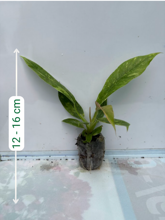 Philodendron Ring of Fire Variegated (Tissue Culture Plant in Jiffy Bag)