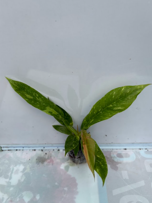 Philodendron Ring of Fire Variegated (Tissue Culture Plant in Jiffy Bag)