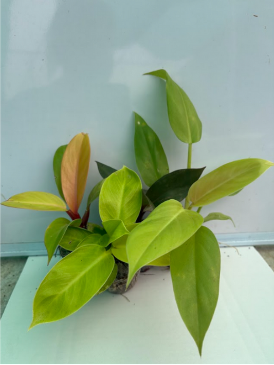 Philodendron Combo 499 (Golden Melinonii, Moonshine, Orange Splendor, Black Cardinal) Tissue culture plants in Jiffy