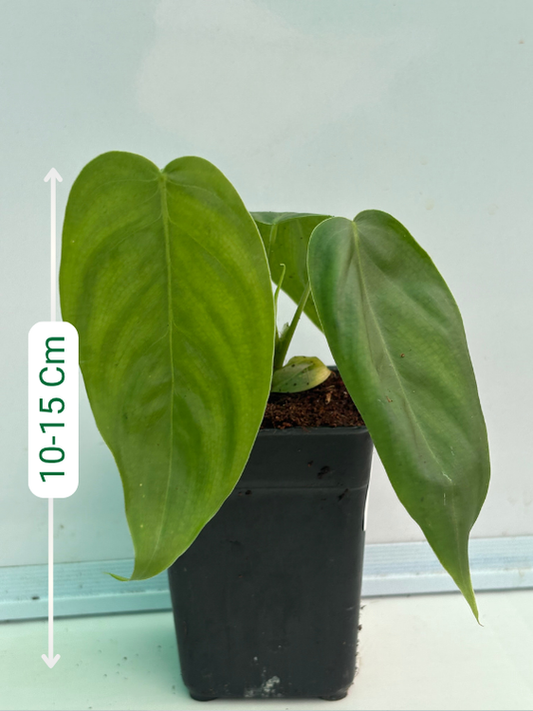 Philodendron Sharoniae (Well rooted Plant in Jiffy bag)
