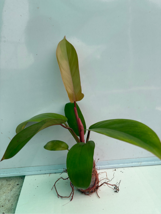 Philodendron Florida Bronze Well Rooted Plant in Jiffy Bag