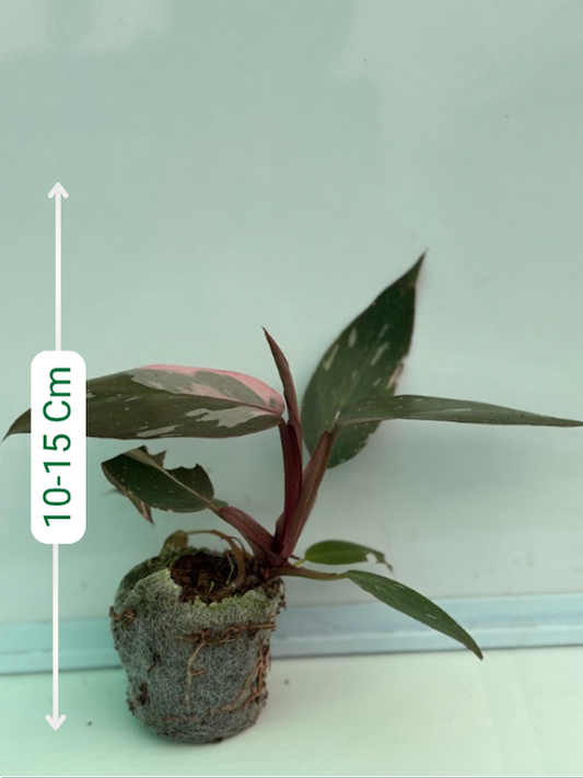 Philodendron Pink Princess Marble Tissue Culture Plant in Jiffy