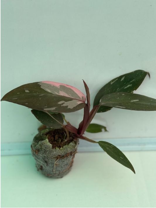 Philodendron Pink Princess Marble Tissue Culture Plant in Jiffy