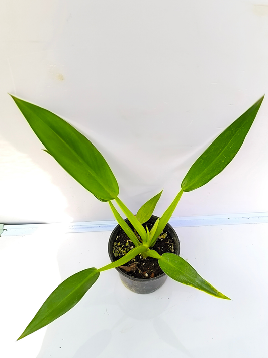 Philodendron Fat Boy ( Medium sized Plant Without pot)