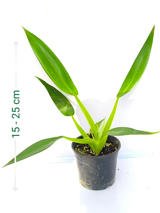 Philodendron Fat Boy ( Medium sized Plant Without pot)