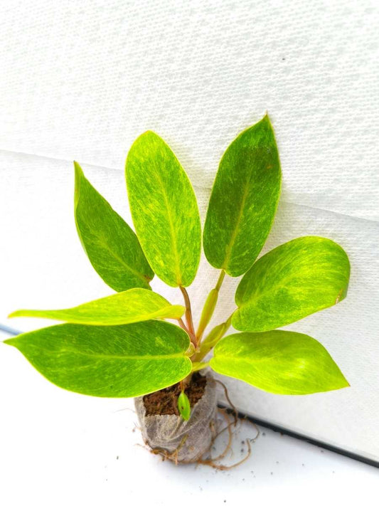 Philodendron Painted Lady (Tissue Culture Plant in Jiffy bag)