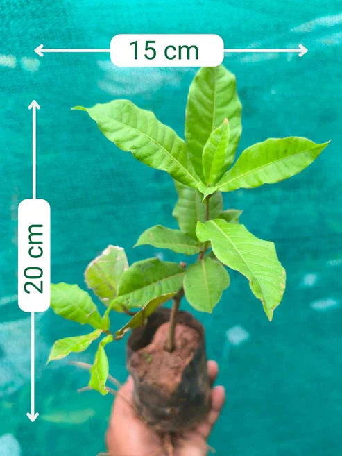Flowering Plants Super Combo 555- Petrea Blue+Petrea White+Congea+Manimulla (In Poly And Jiffy Bags)