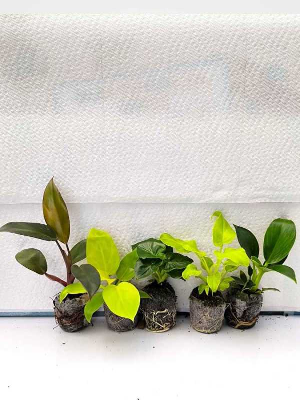 Philodendron Beginners 555 combo