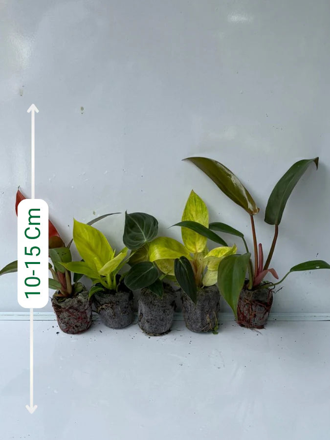 Philodendron Super Combo 789