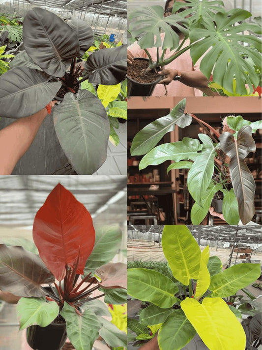 Philodendron Combo 777 (Monstera deliciosa, Florida bronze , Moonshine, Black cardinal, Macolis finale) Tissue culture plants in Jiffy