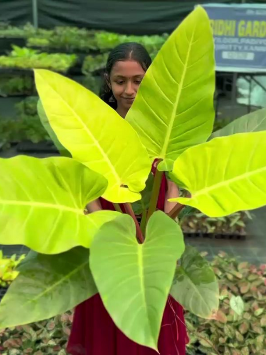 Philodendron Golden Melinonii (Tissue Culture Plant in Jiffy Bag)