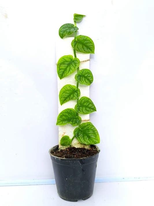 Monstera Dubia Medium sized Plant without pot