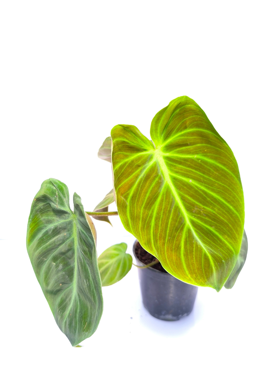 philodendron choco red Philodendron El Choco Red Medium Sized Plant Without Pot – vridhigarden
