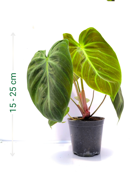 Philodendron El Choco Red Medium Sized Plant Without Pot