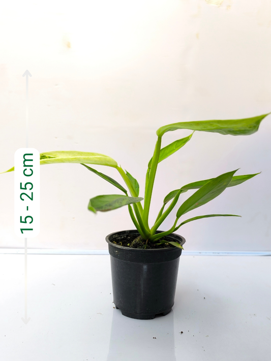 Philodendron Jose Buono Variegated Medium Sized Plant Without Pot