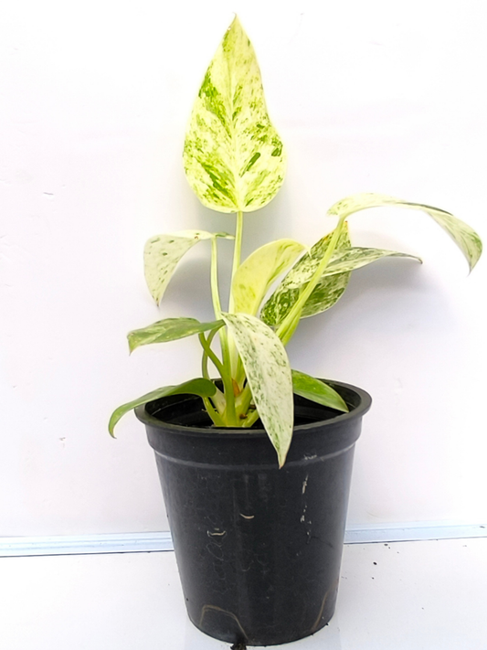 Philodendron Giganteum Blizzard  Medium Sized Plant Without Pot