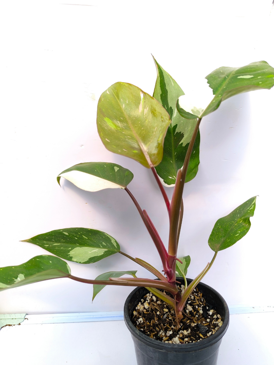 Philodendron Red Anderson Medium Sized Plant Without Pot