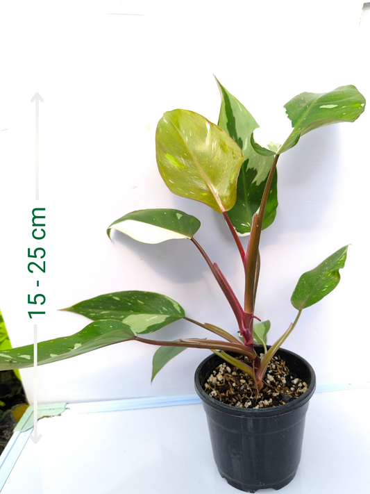Philodendron Red Anderson Medium Sized Plant Without Pot