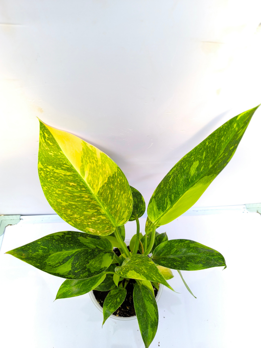 Philodendron Green Congo Variegated ( Medium sized Plant With pot)