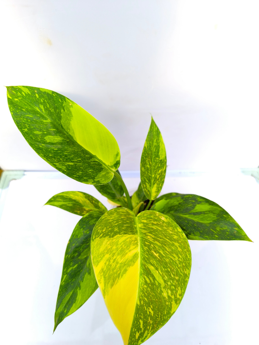 Philodendron Green Congo Variegated ( Medium sized Plant With pot)