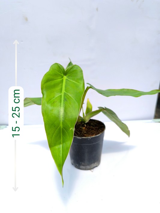Philodendron Maximum Medium Sized Plant Without Pot