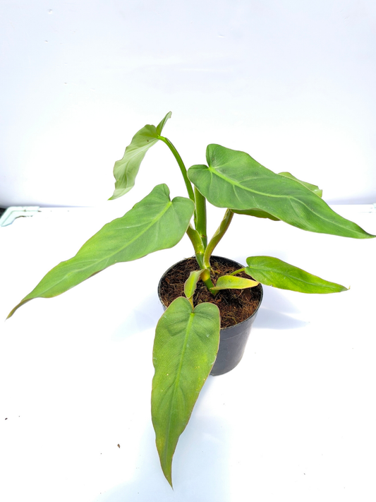 Philodendron Maximum Medium Sized Plant Without Pot