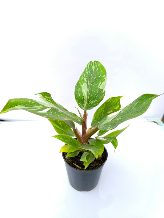 Philodendron White Knight Marble Medium Sized Plant Without Pot
