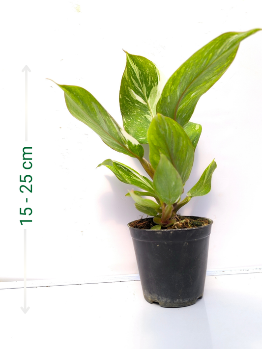 Philodendron White Knight Marble Medium Sized Plant Without Pot