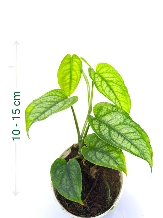 Monstera Siltepecana Small Plant Without Pot
