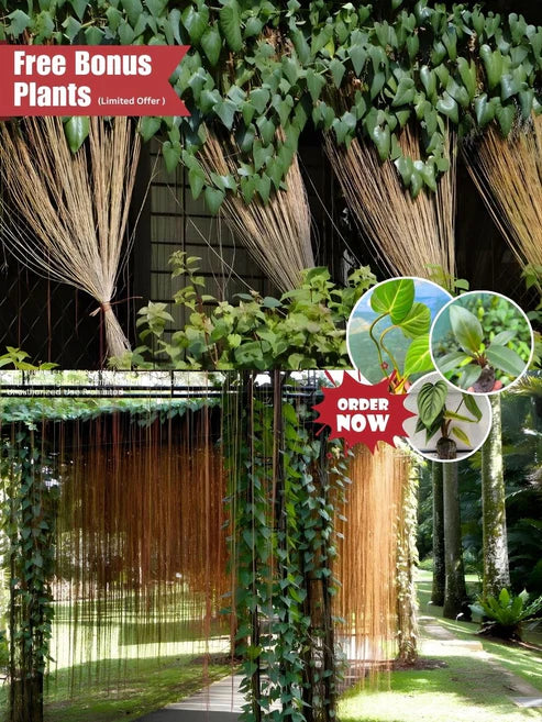 Princess Vine 666-Combo of 3 Plants(In Jiffy Bags)