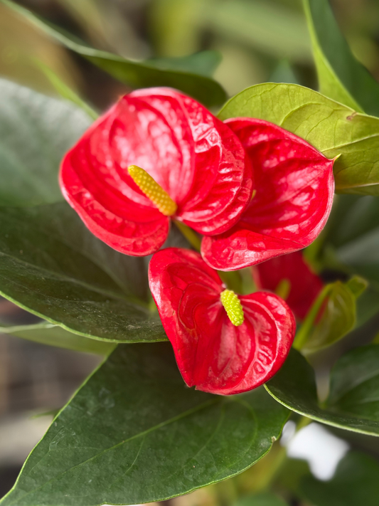 Red Miniature Anthurium Multi Shooted Plant With Flower In Pot