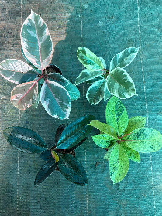Rubber Plant Combo 799-Black,Ruby, Shivereana,Tineke Medium size Plants Without Pot