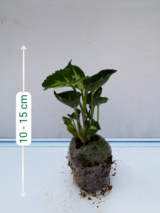 Syngonium Godzilla (Tissue Culture Plant in Jiffy Bag)