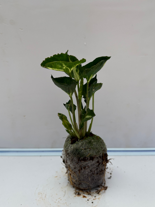 Syngonium Godzilla (Tissue Culture Plant in Jiffy Bag)