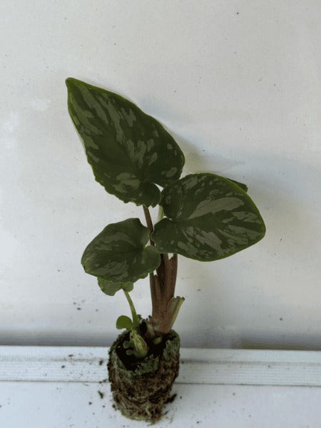 Schismatoglottis Frog Plant (In Jiffy Bags)