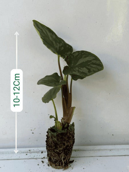 Schismatoglottis Frog Plant (In Jiffy Bags)