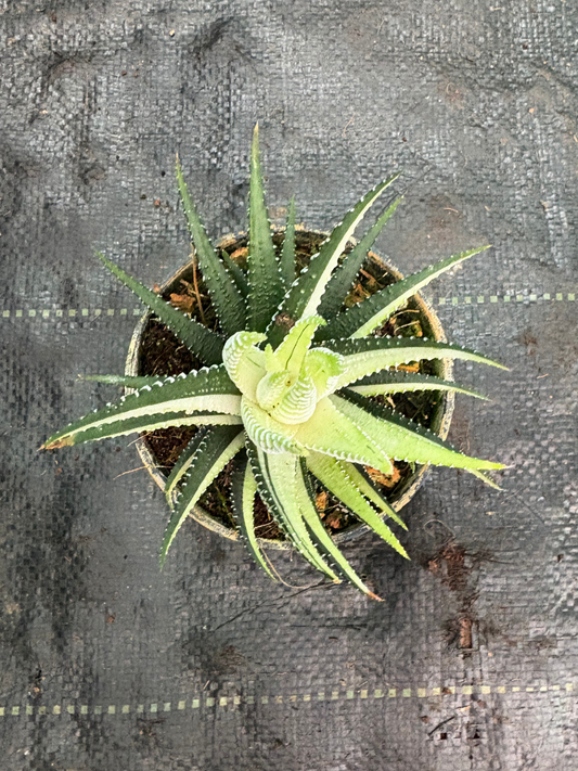 Haworthia Attenuata Variegated (Well rooted Plant)