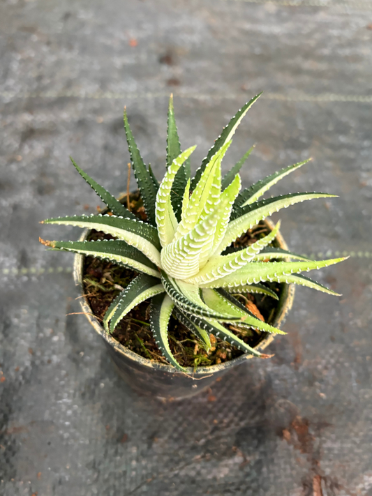 Haworthia Attenuata Variegated (Well rooted Plant)