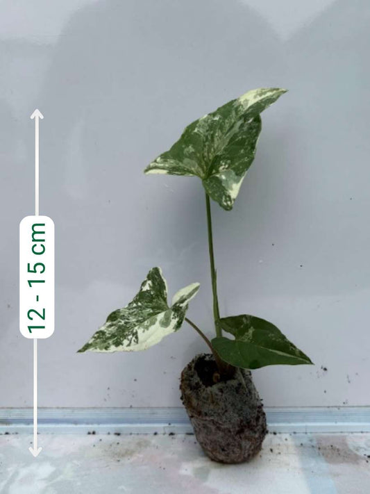 Syngonium Albo (Tissue Culture Plant in Jiffy Bag)