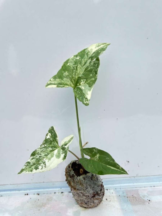 Syngonium Albo (Tissue Culture Plant in Jiffy Bag)