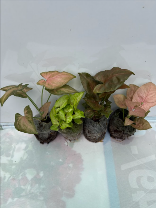 Syngonium combo 444 ( Pink Arrow, Mango Allusion, Bronze, Neon Pink) Tissue Culture Plants in Jiffy Bags