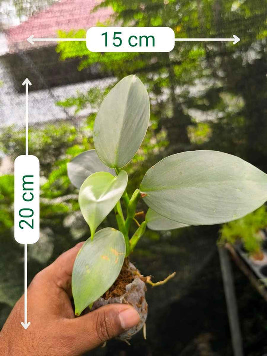 Philodendron Silver Sword (Tissue Culture Plant in Jiffy Bag)