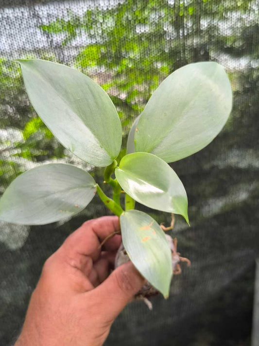 Philodendron Silver Sword (Tissue Culture Plant in Jiffy Bag)