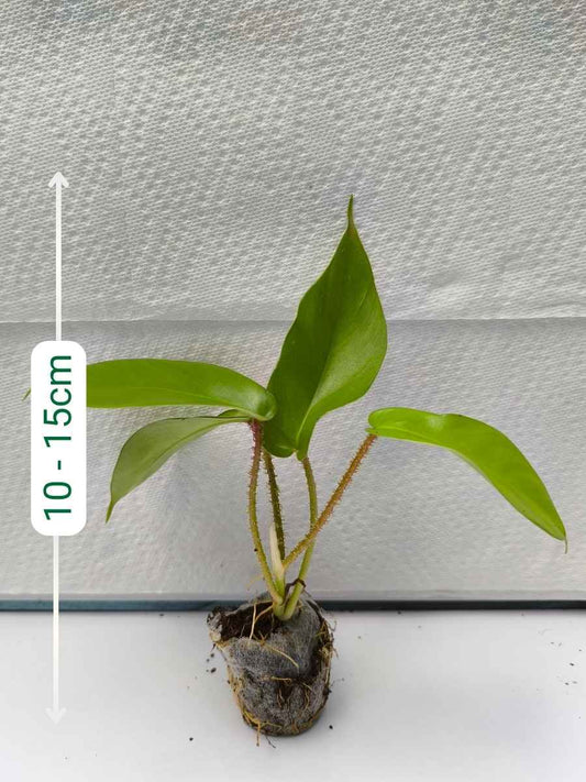 Philodendron Squamiferum (Tissue Culture Plant in Jiffy bag)