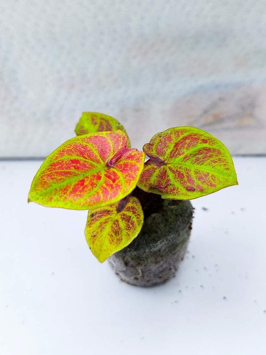 Caladium New Wave Sub Lime (Tissue Culture Plant with bulb in Jiffy bag)